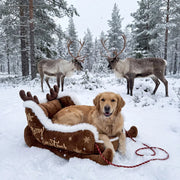 WinterPfote Weihnachtsbett in Schlittenform