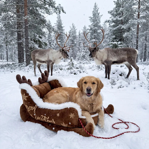 WinterPfote Weihnachtsbett in Schlittenform
